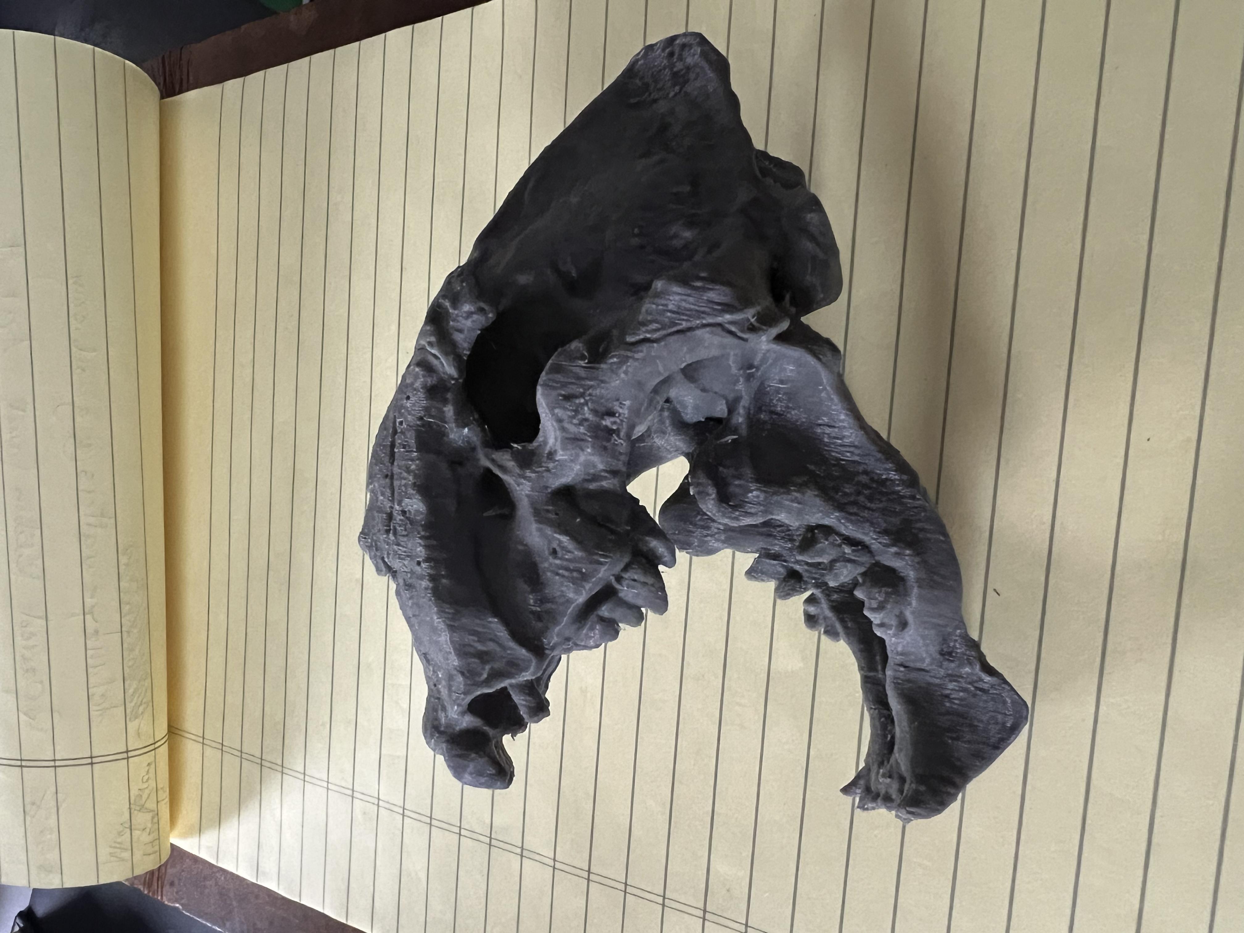 Sabertooth Skull